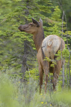 Cervus canadensis nelsoni的圖片