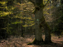 Image of European beech