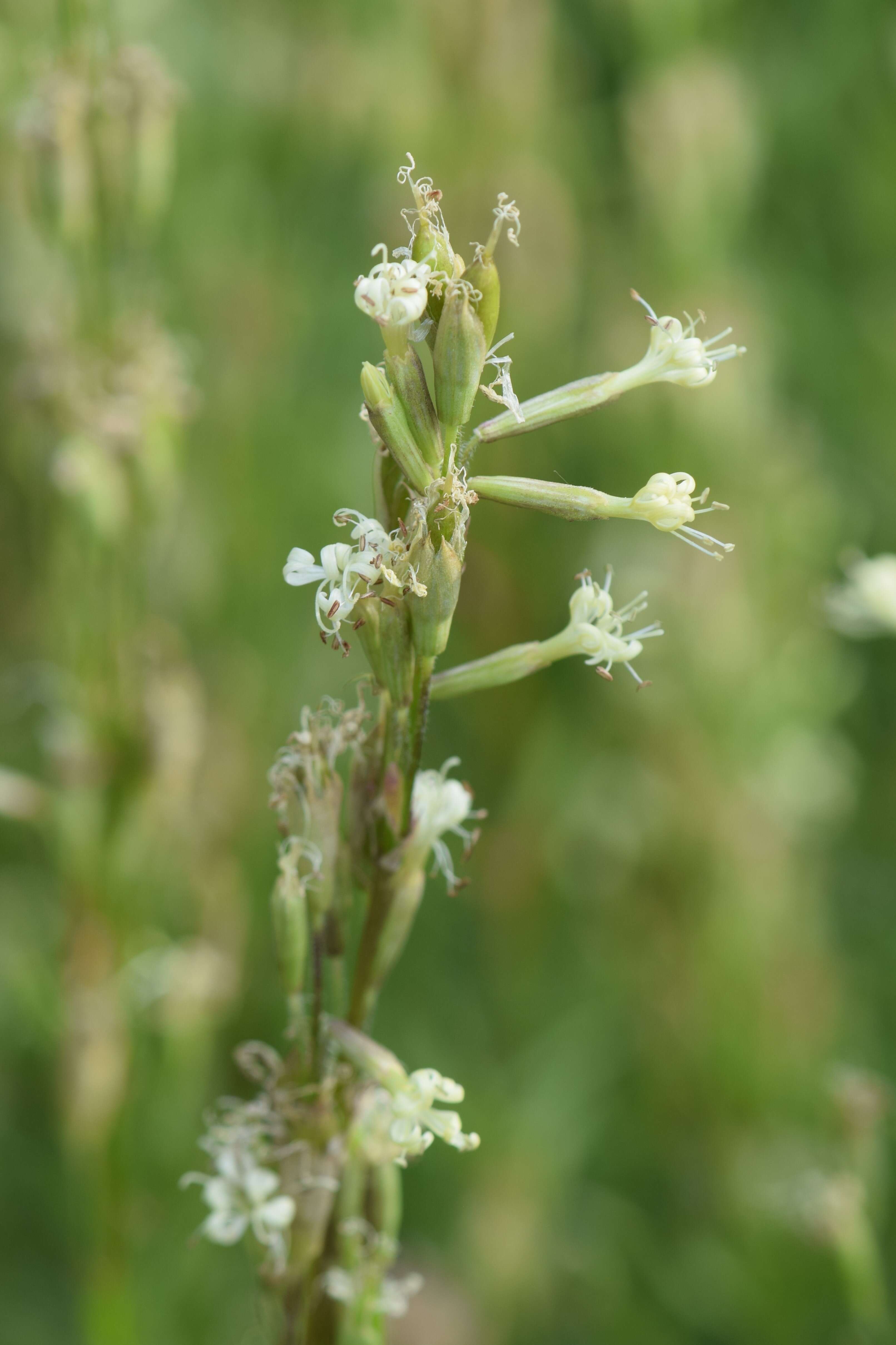 Image of Silene tatarica (L.) Pers.