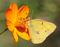 Image of Orange Sulphur