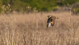 Image of Short-eared Owl