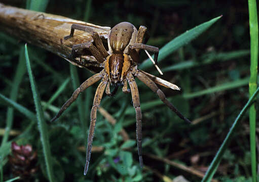 Image of Dolomedes minor L. Koch 1876