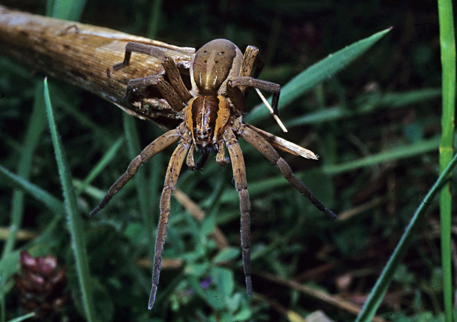 Image of Dolomedes minor L. Koch 1876