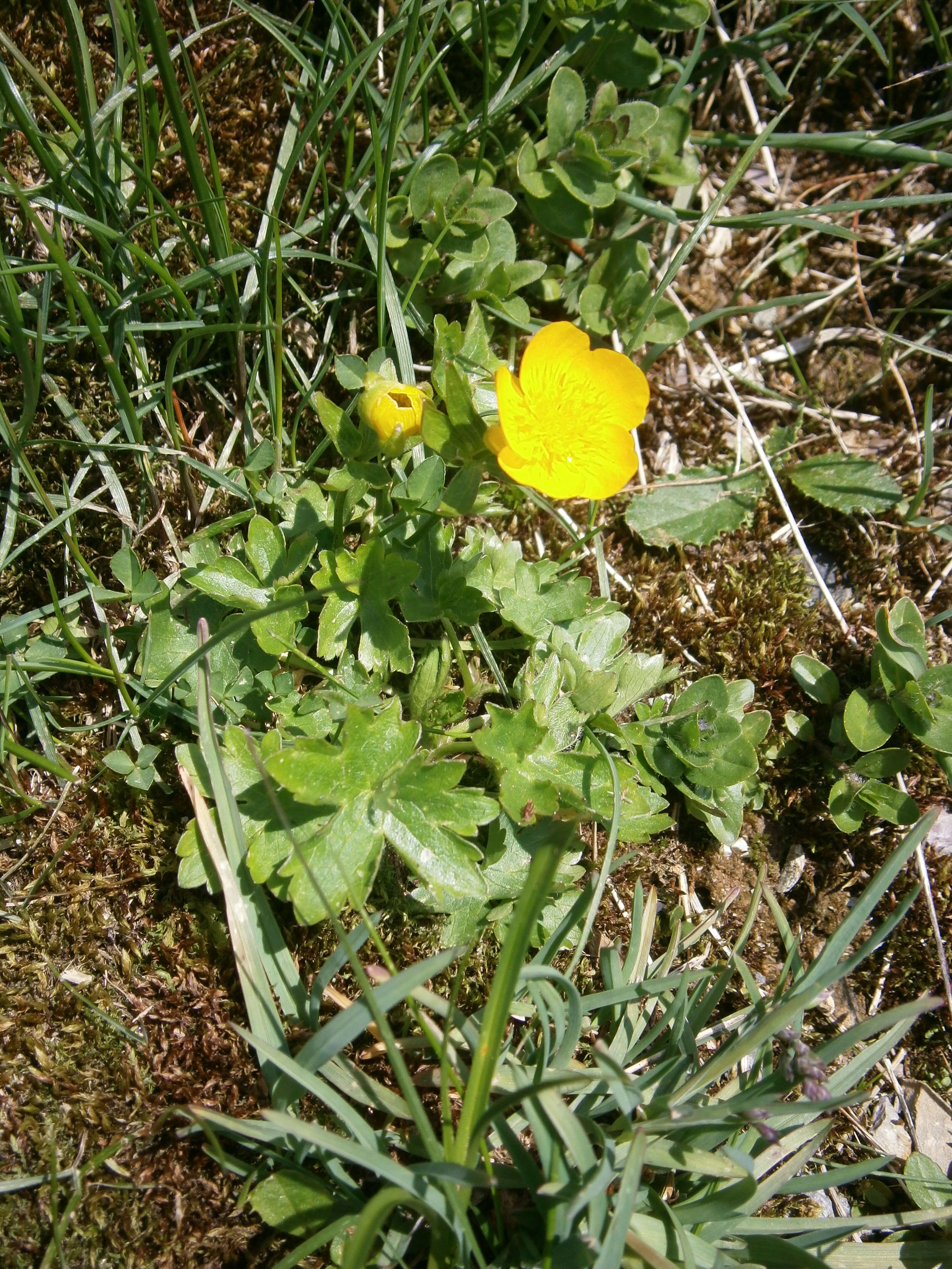 Image of Ranunculus montanus Willd.