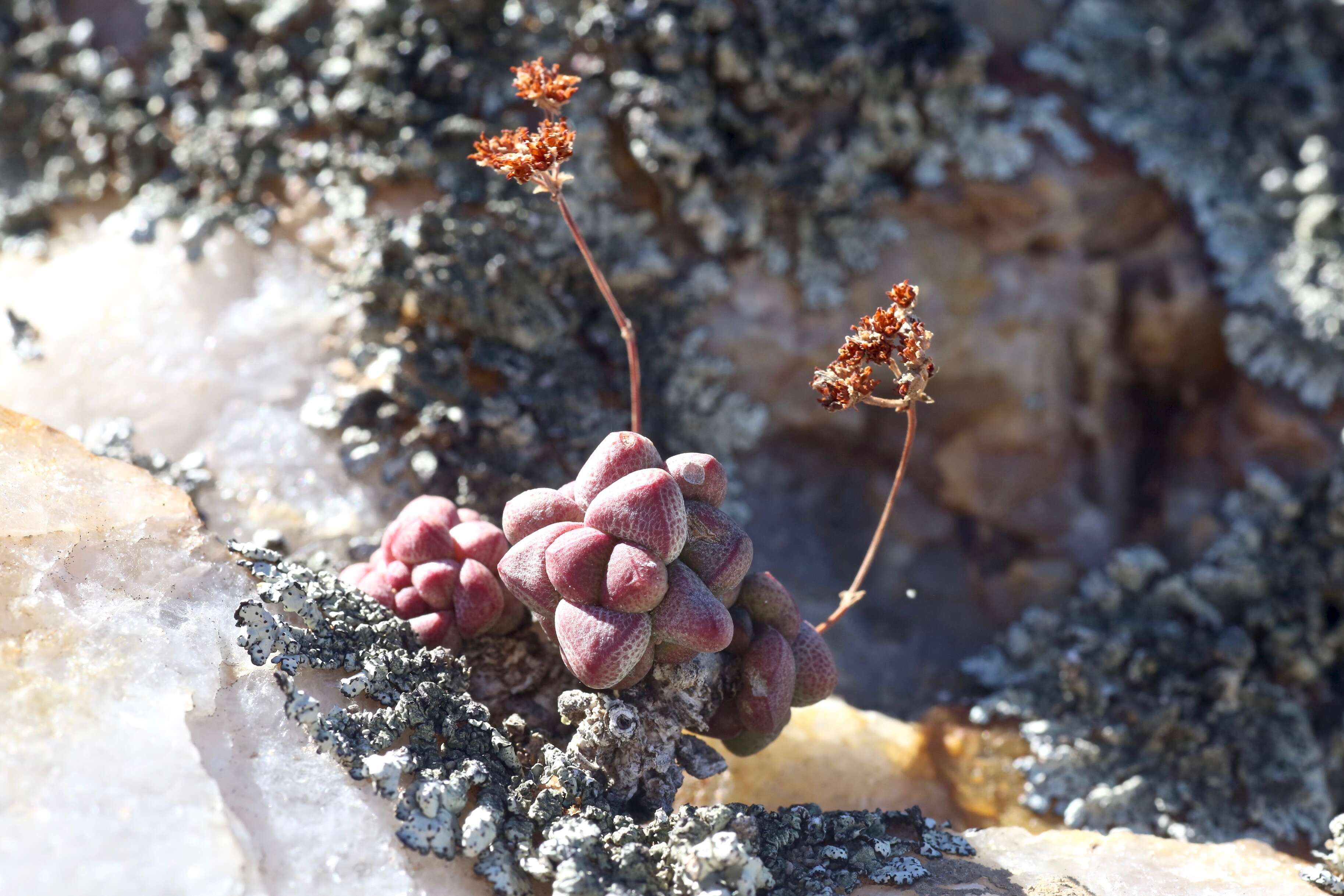 Image of Crassula elegans Schönl. & Baker fil.