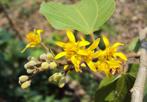 Image of Grewia tiliifolia Vahl