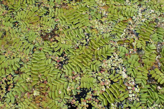 Image of floating watermoss