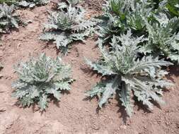 Image of black henbane