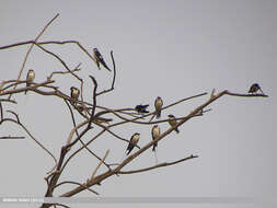 Image of Wire-tailed Swallow