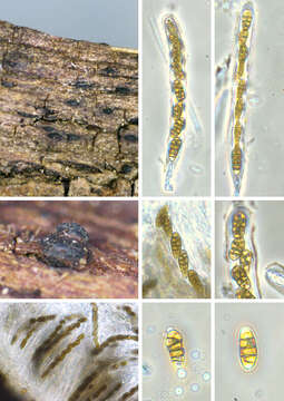 Plancia ëd Lophiostomataceae