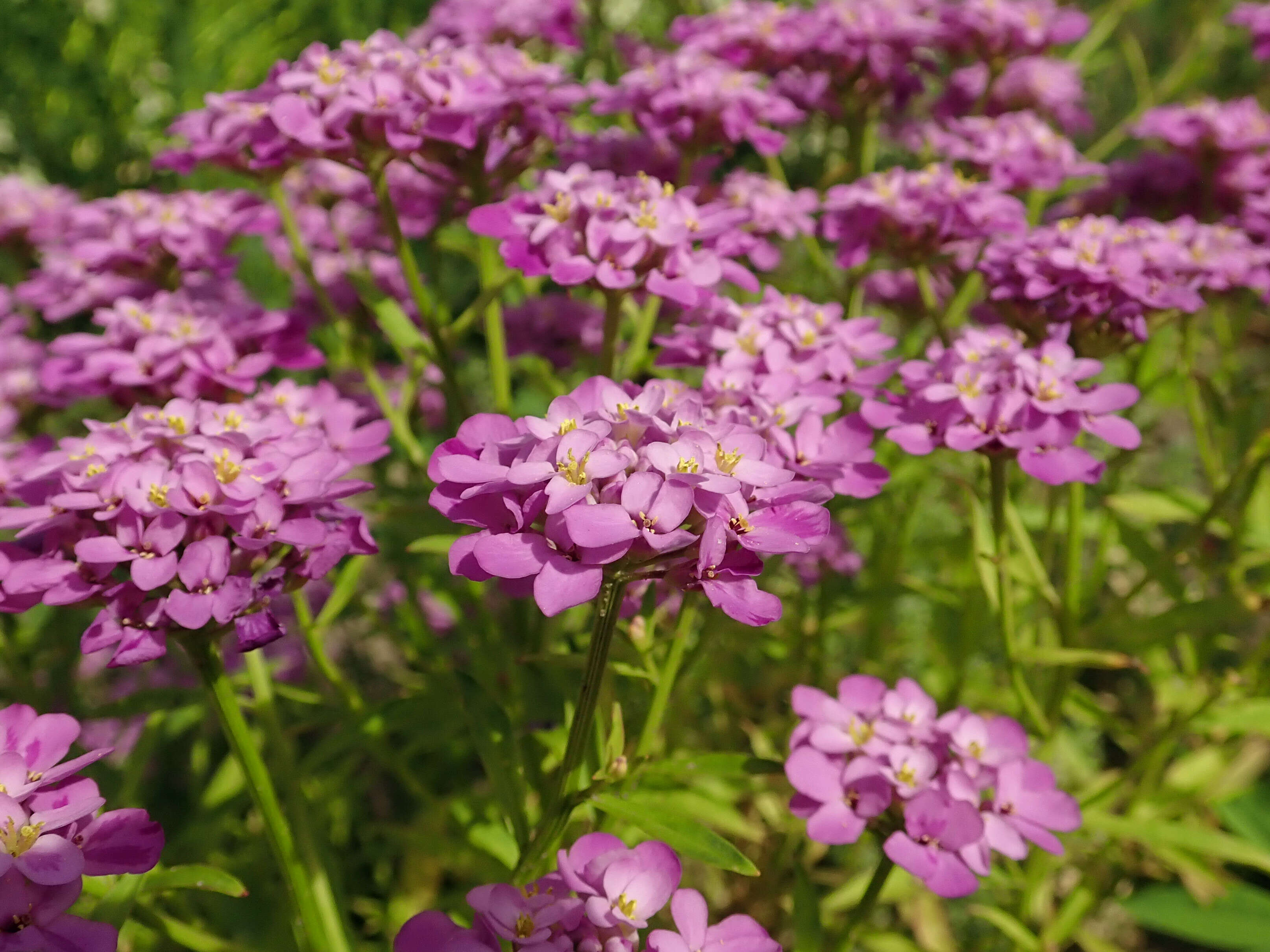 Plancia ëd Iberis umbellata L.