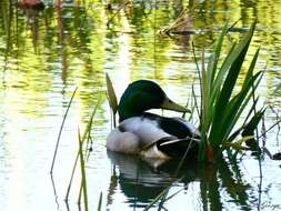 Image of Common Mallard