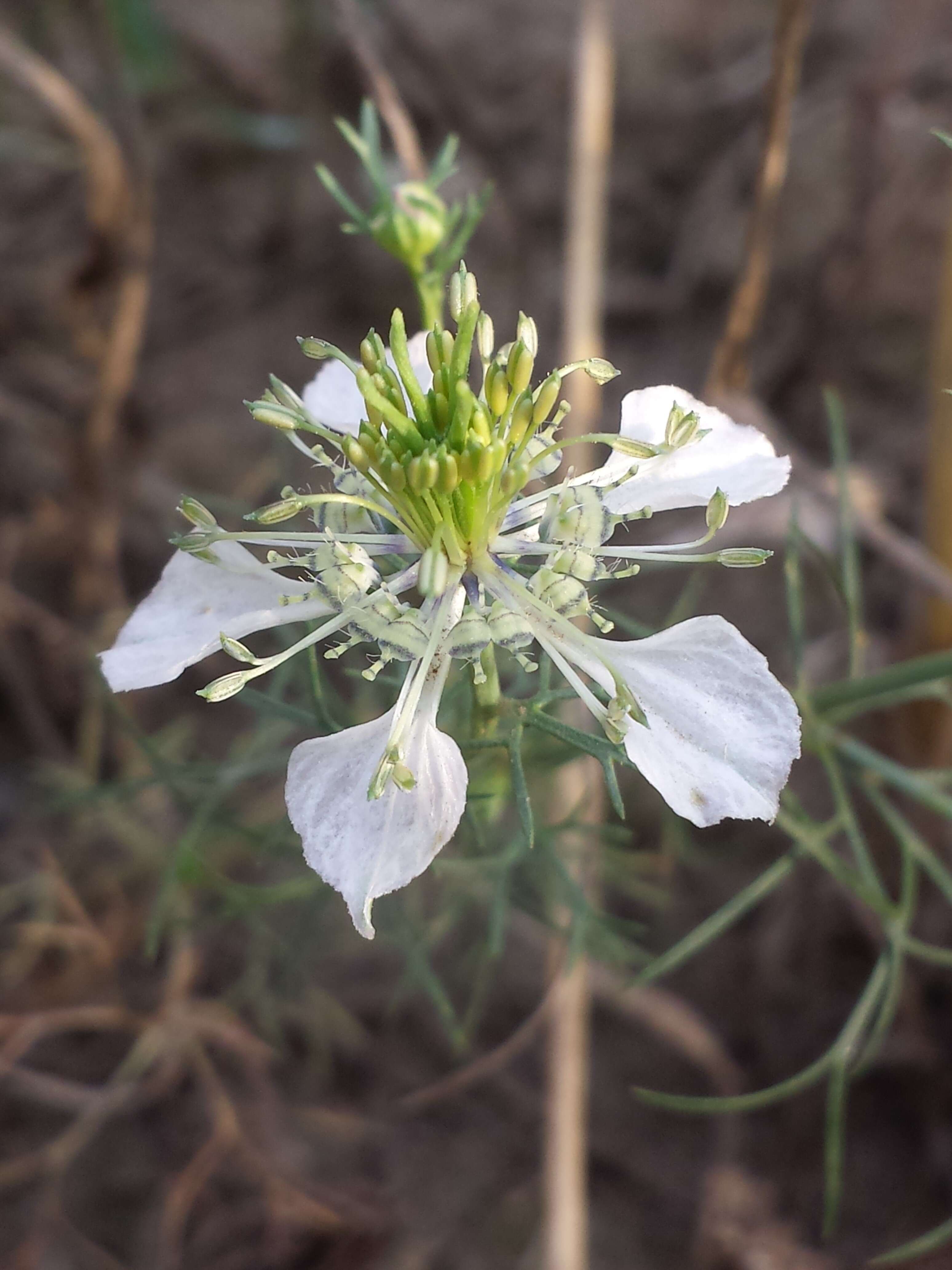 Nigella arvensis L. resmi