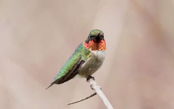 Image of Ruby-throated Hummingbird