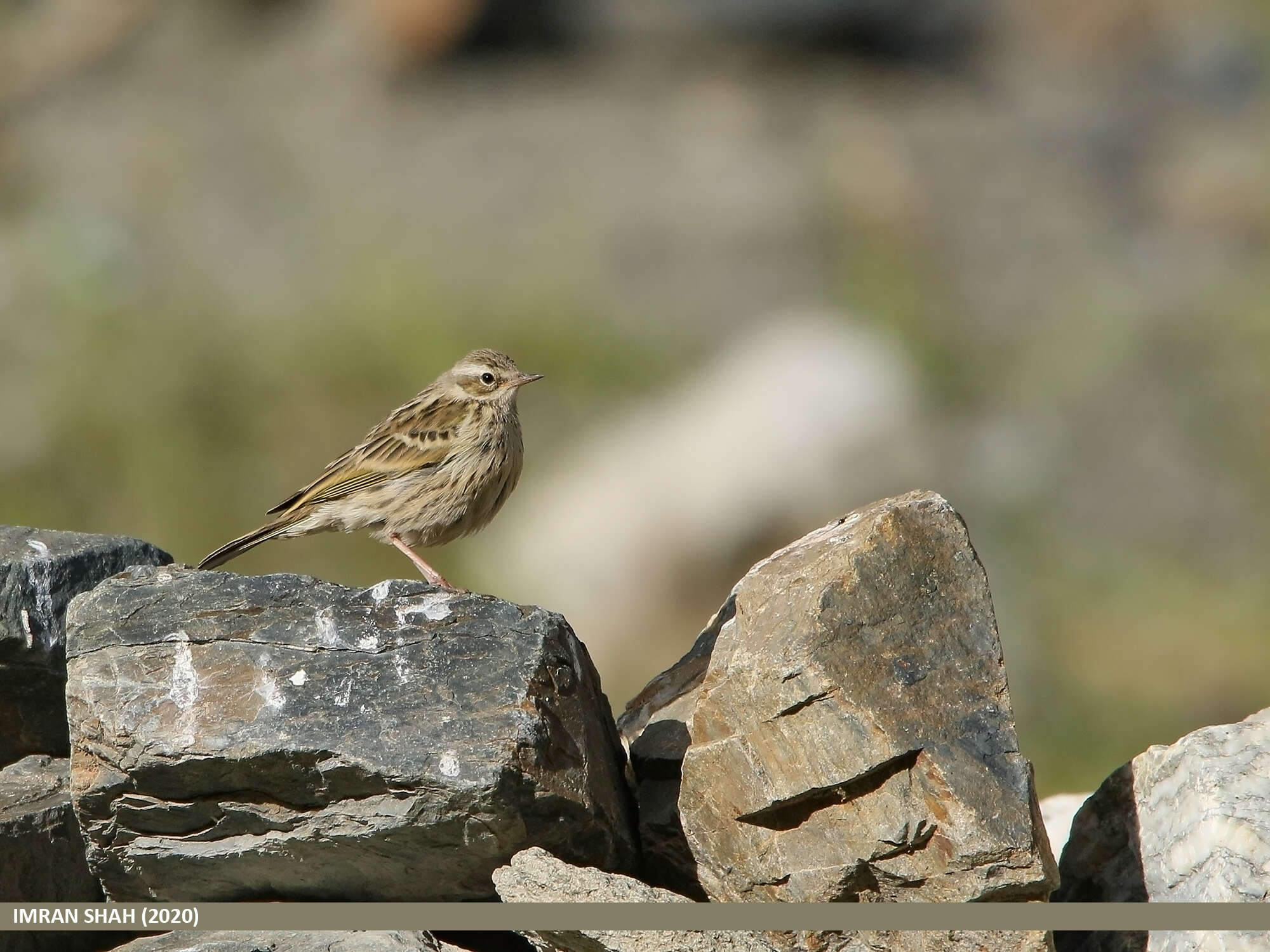 Image of Rosy Pipit