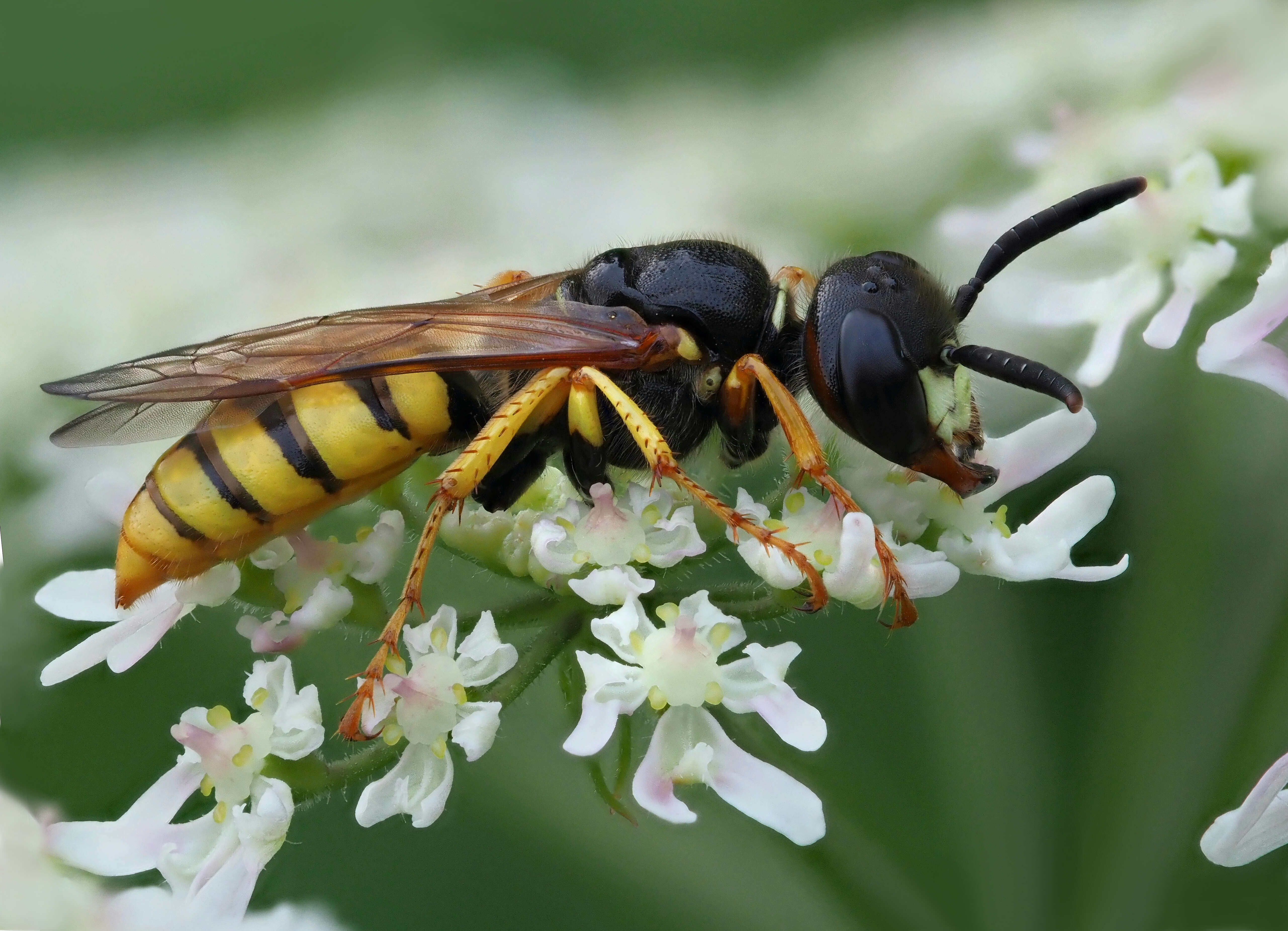 Image of European beewolf