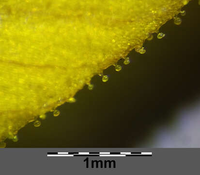 Слика од Lysimachia punctata L.