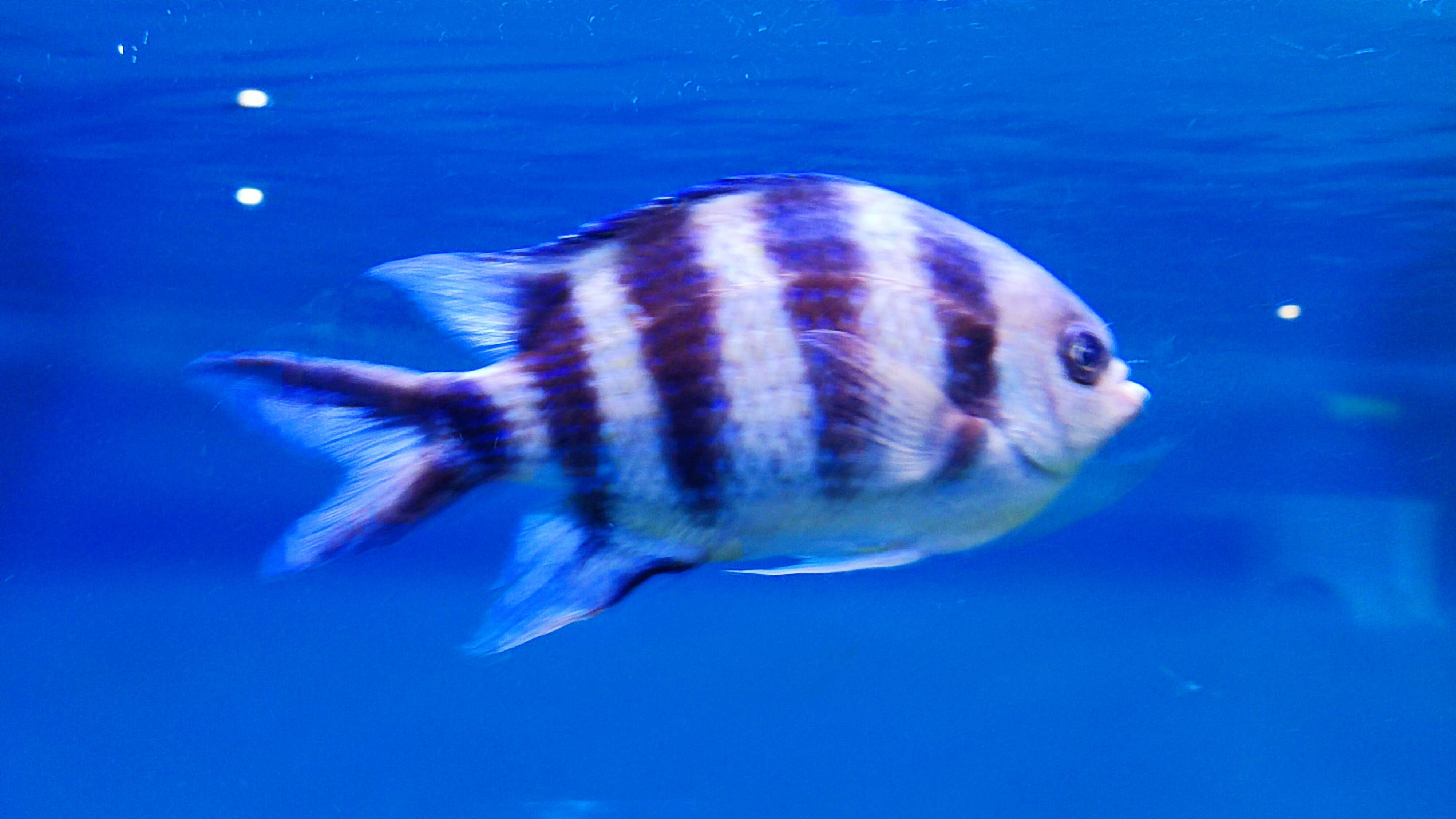 Image of Damsel Fish