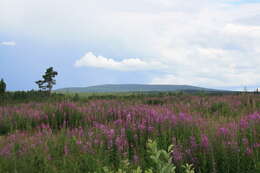 Image of Purple Loosestrife