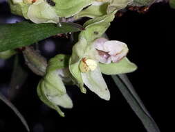 Imagem de Epipactis purpurata Sm.