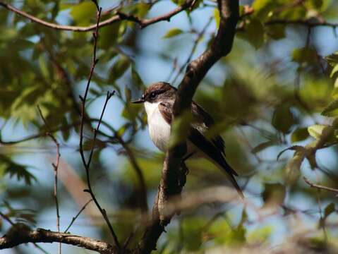 Image of European Pied Flycatcher