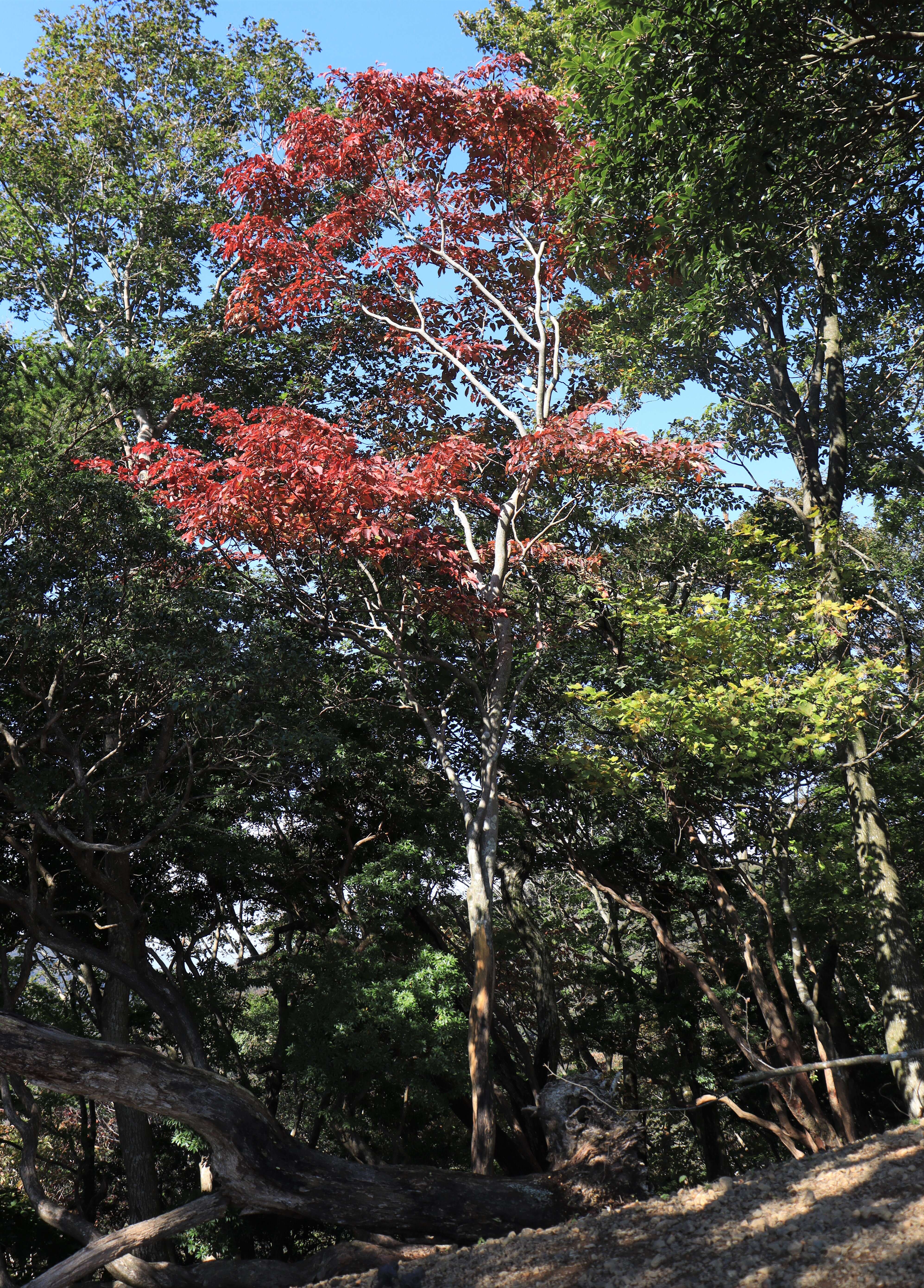 صورة Neoshirakia japonica (Siebold & Zucc.) Esser