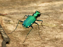 Imagem de Cicindela (Cicindela) sexguttata Fabricius 1775