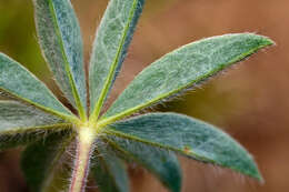 Image of King's Lupine