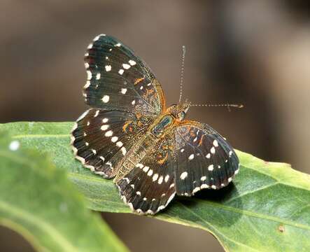 Image of Anthanassa texana