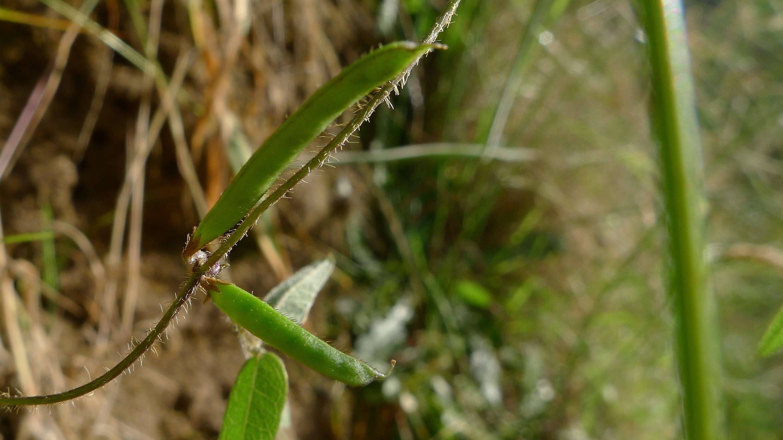 Imagem de Glycine microphylla Tindale