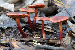 Image of Cortinarius sanguineus