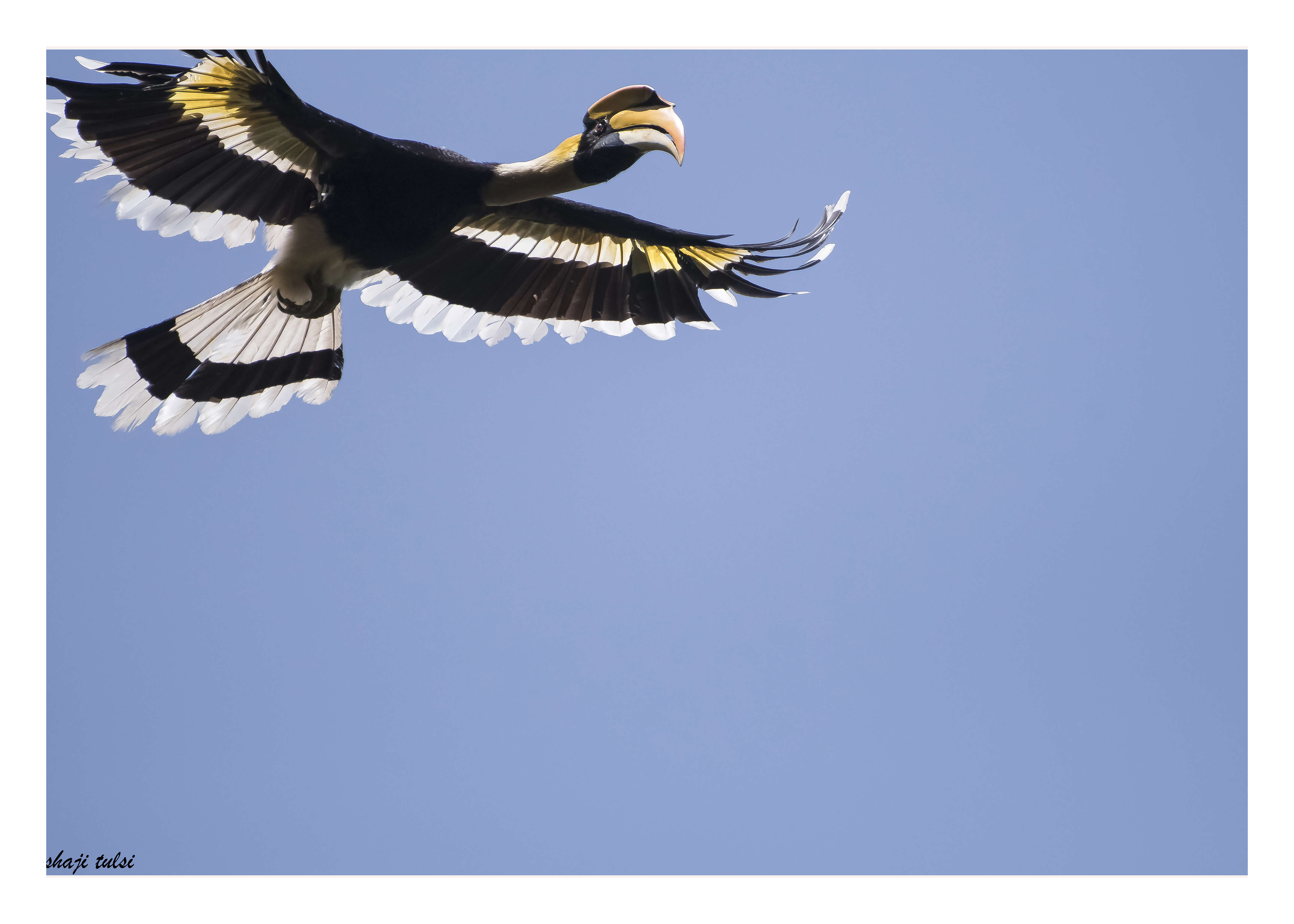 Image of Great Indian Hornbill