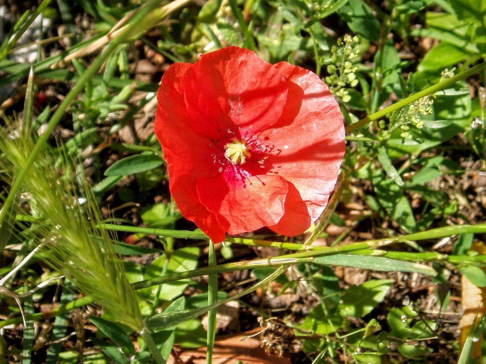 Image of corn poppy