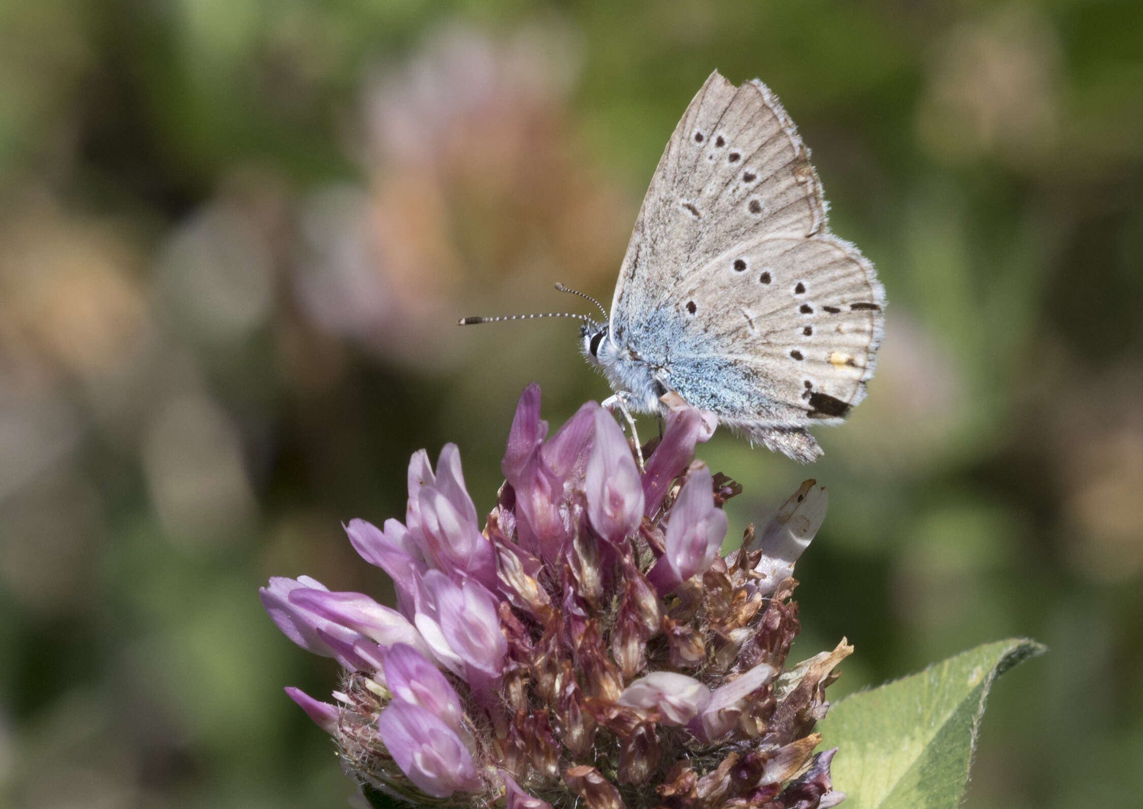 Sivun Cyaniris bellis kuva