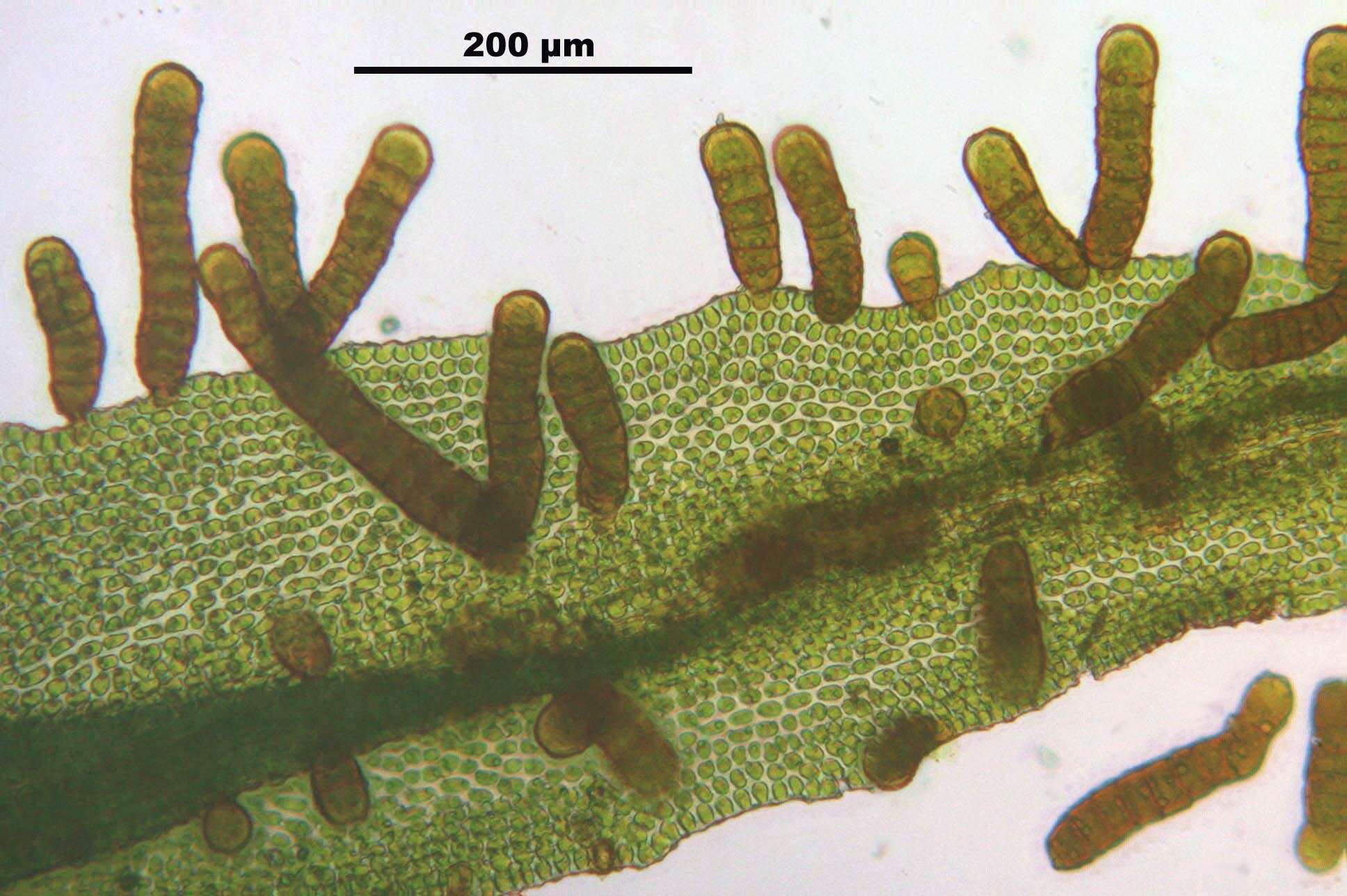 Image of Lyell's orthotrichum moss