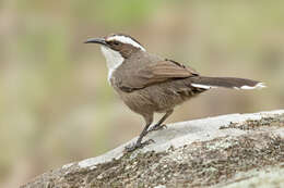 Image of White-browed Babbler