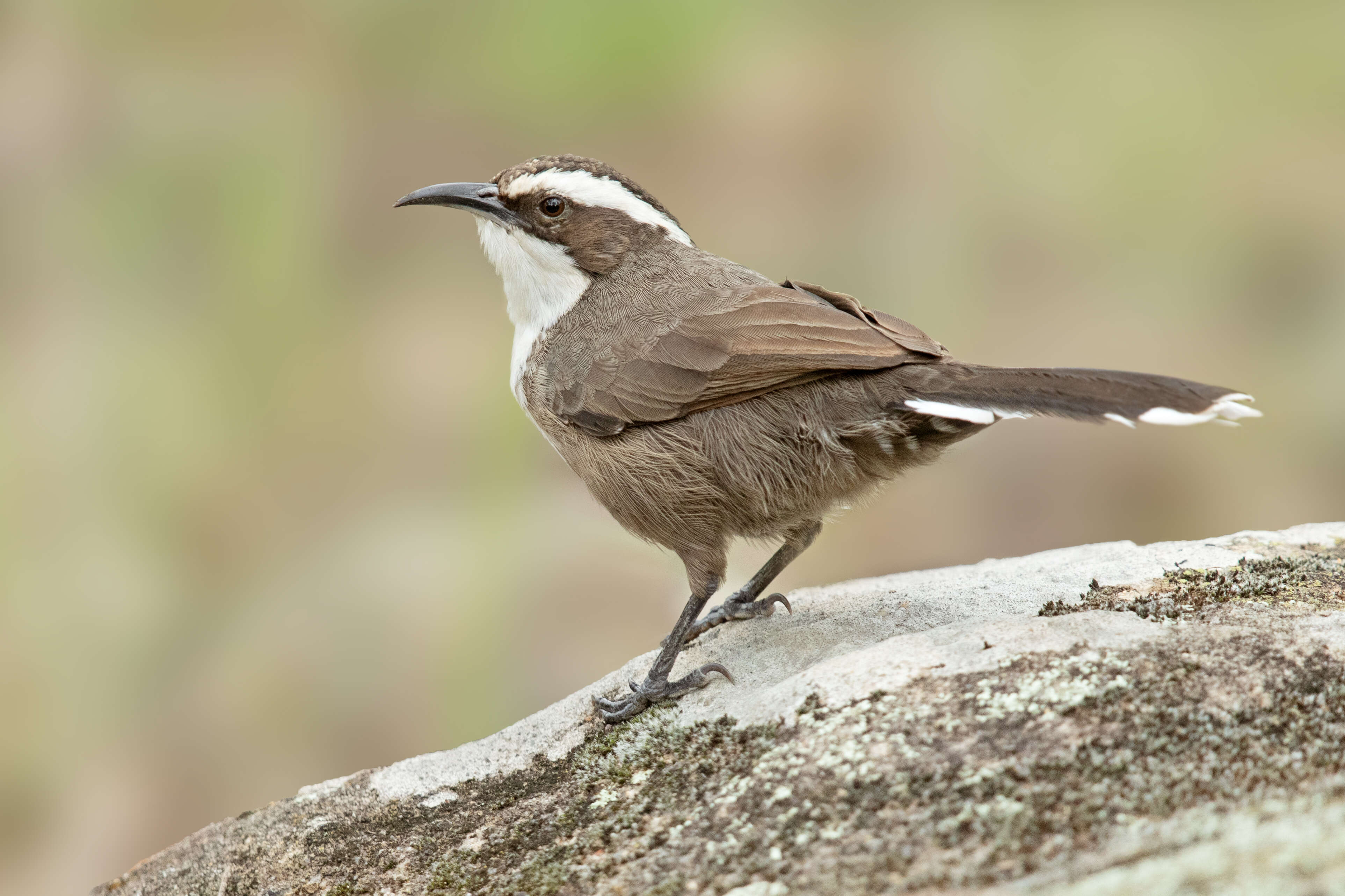 Image of White-browed Babbler