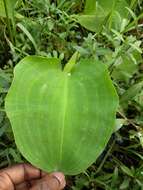 Image of velvetleaf