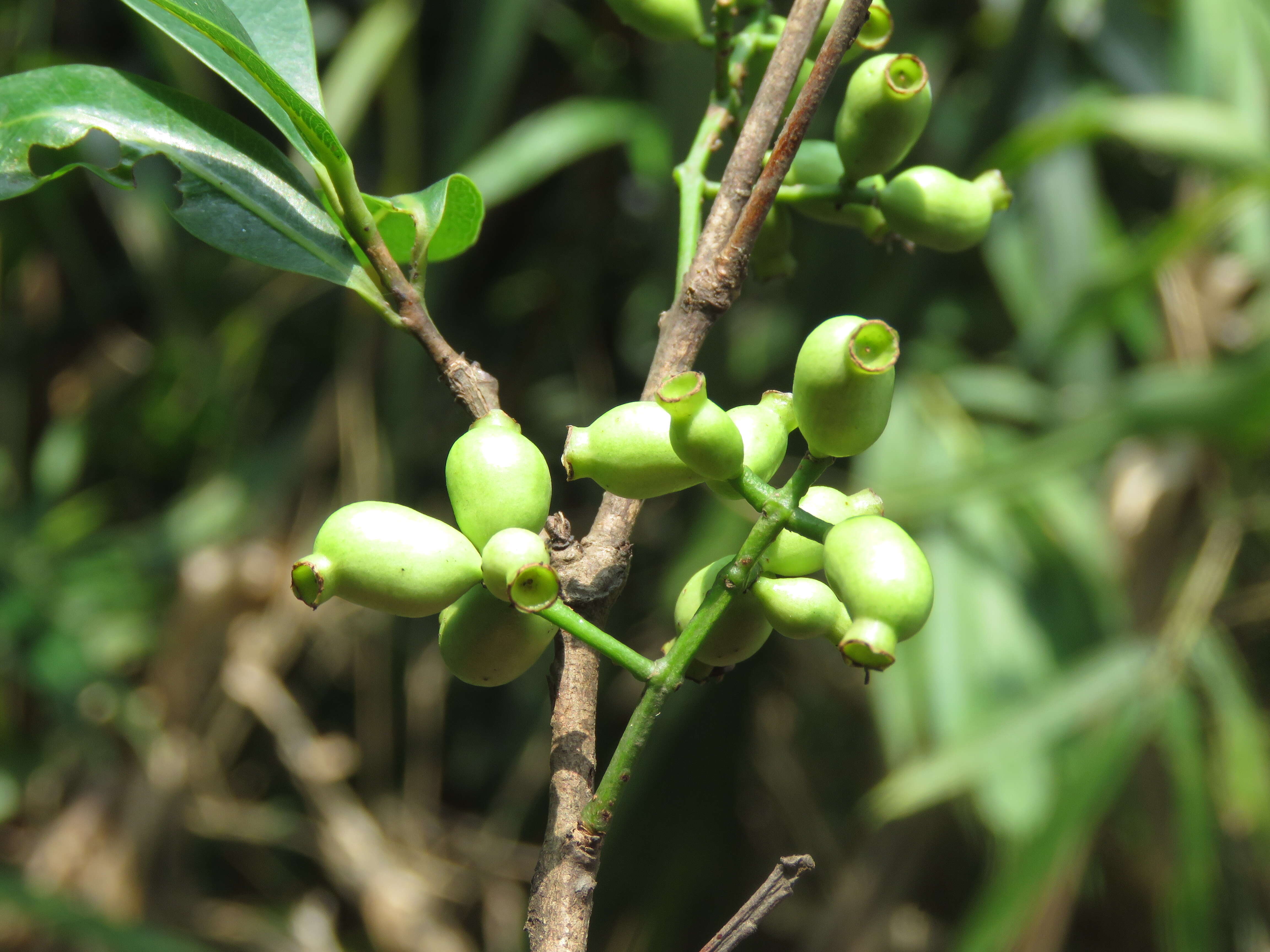 Image de Syzygium salicifolium (Wight) J. Grah.