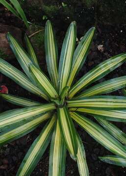 Image of Neoregelia carolinae (Beer) L. B. Sm.