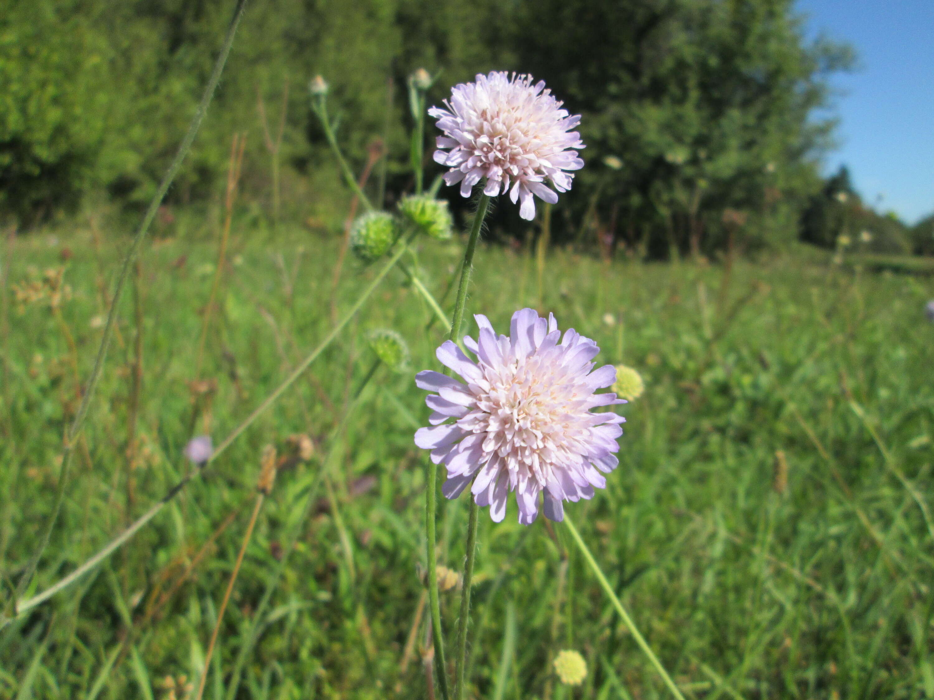 Слика од Knautia arvensis (L.) Coulter