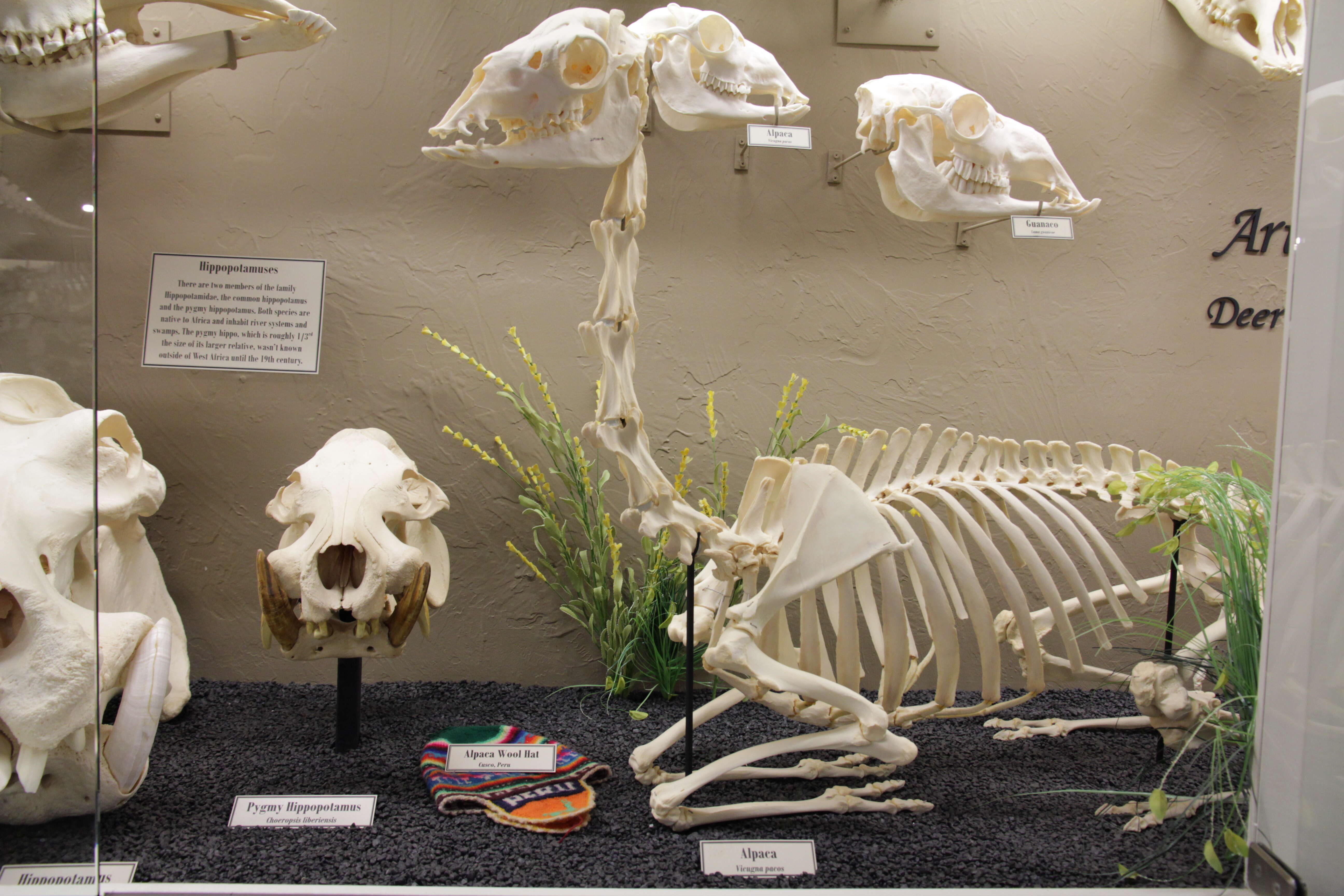 Image of Hexaprotodon Falconer & Cautley 1836