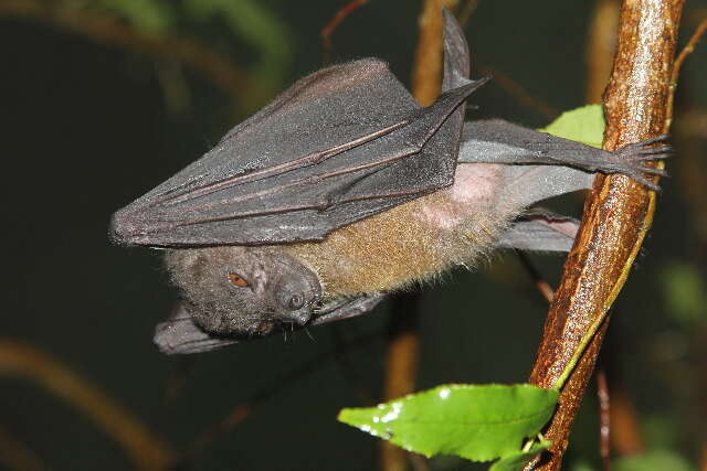 Image of Greater Musky Fruit Bat