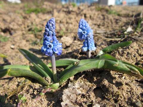 Слика од Pseudomuscari azureum (Fenzl) Garbari & Greuter