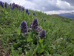 Image of Ajuga orientalis L.