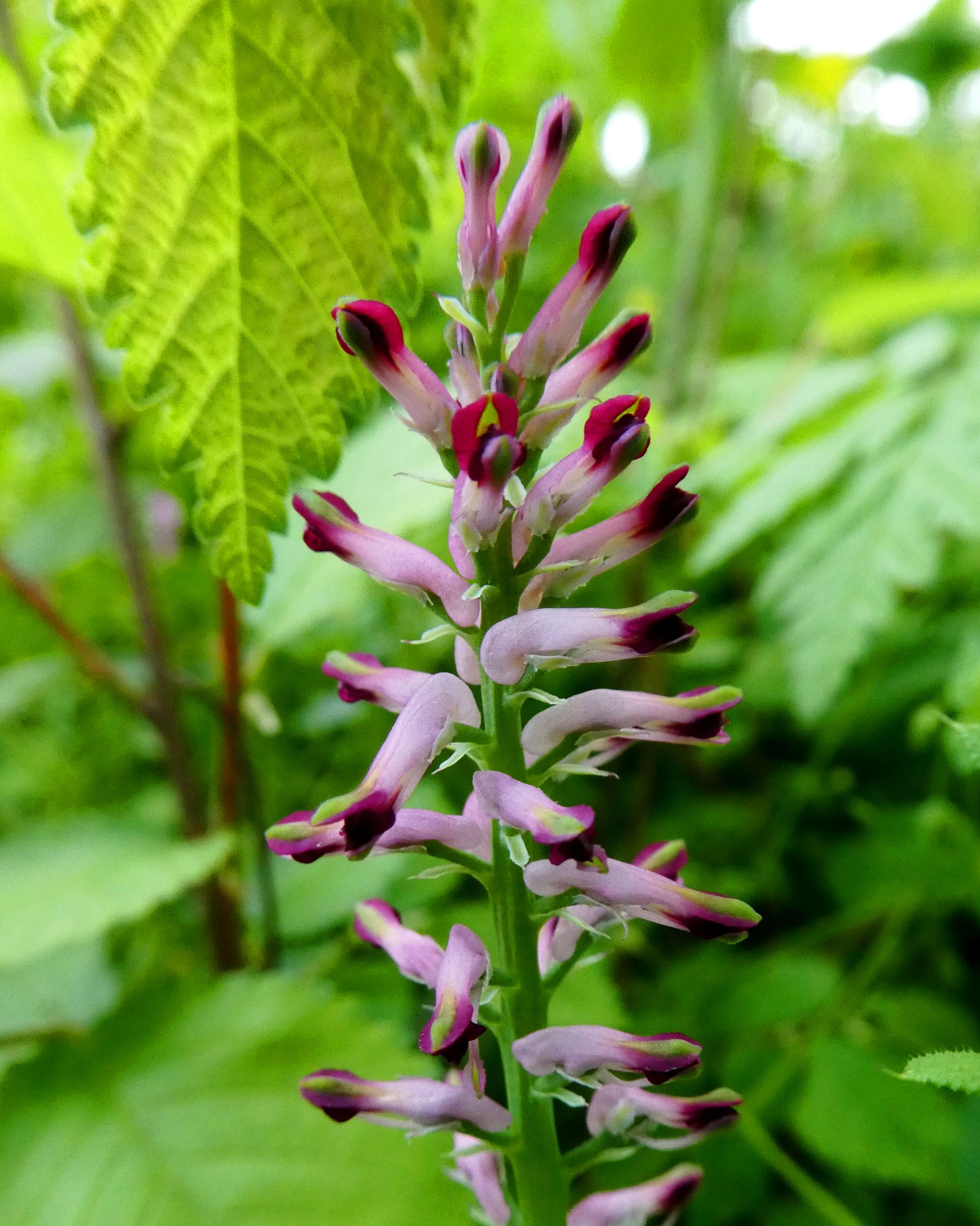 Plancia ëd Fumaria officinalis L.