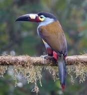 Image of Plate-billed Mountain Toucan