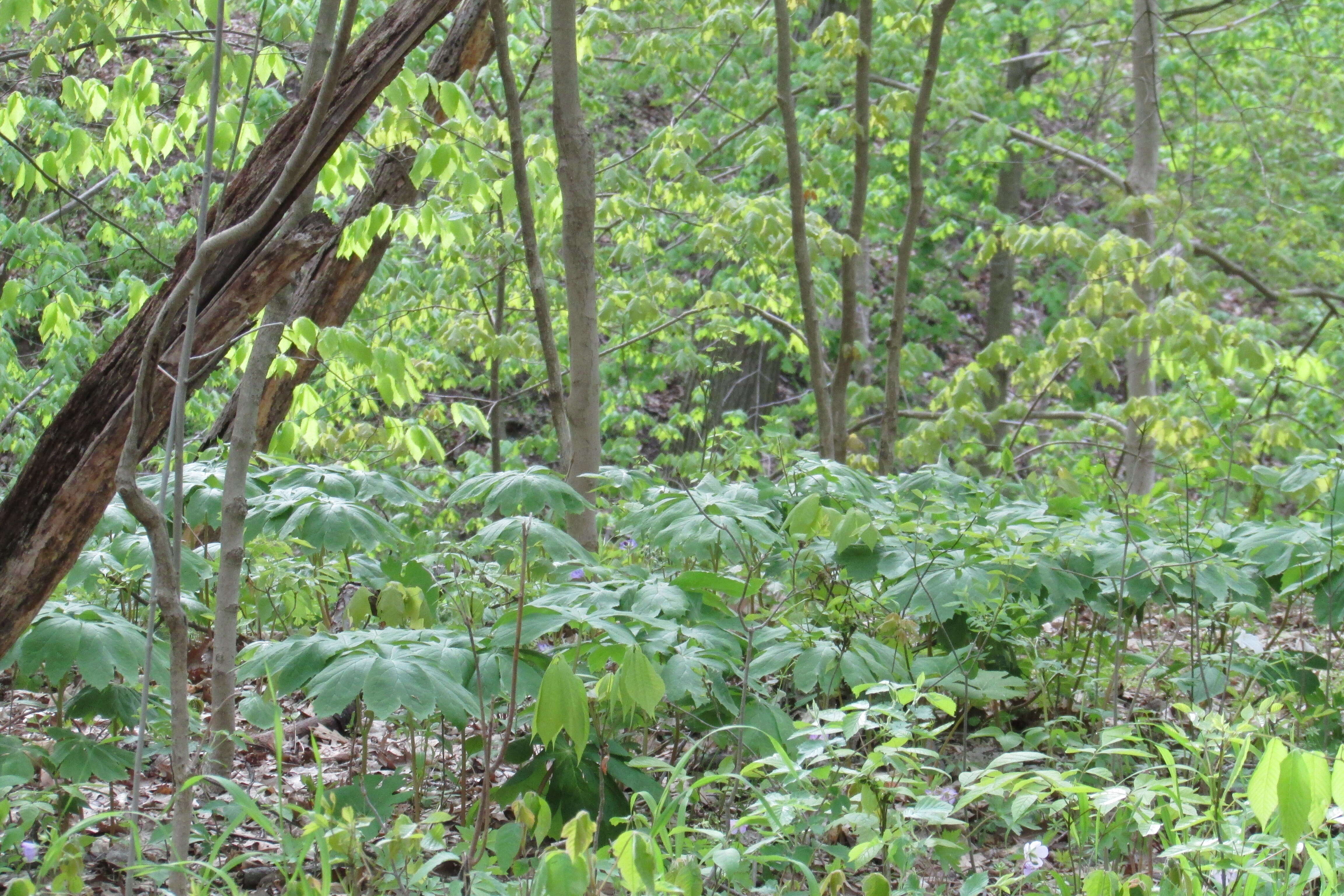 Image of mayapple