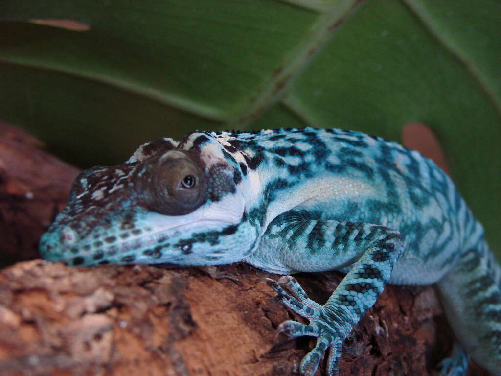 Image of Anolis smallwoodi Schwartz 1964