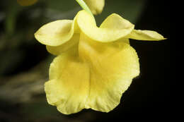 Imagem de Dendrobium lindleyi Steud.